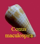 Conus inscriptus var. maculospira, Pilsbry&Johnson 1921